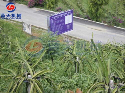 貴州貞豐火龍果烘干機烘干現場